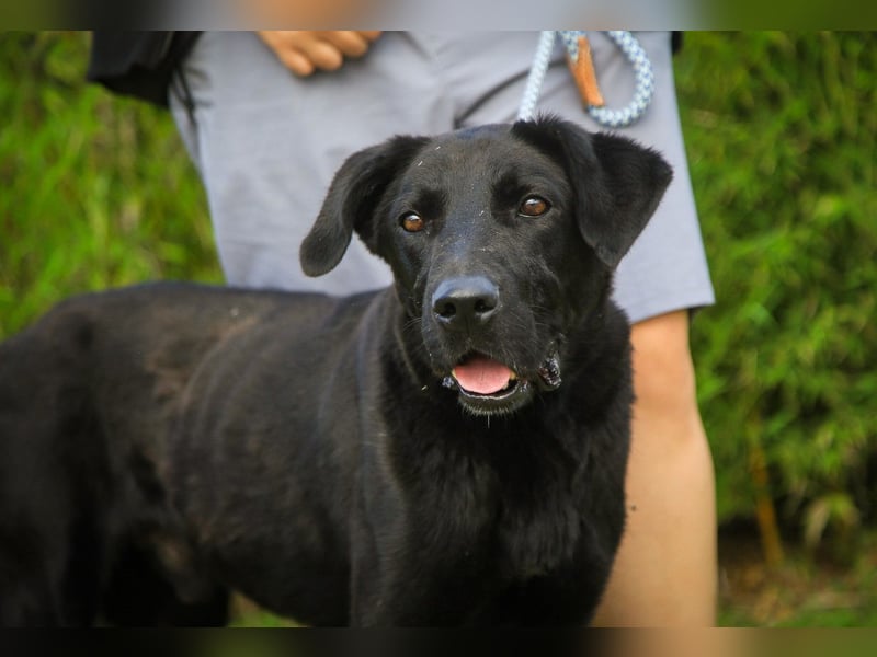 Ramos, Labrador-Mix, lieb und verträglich