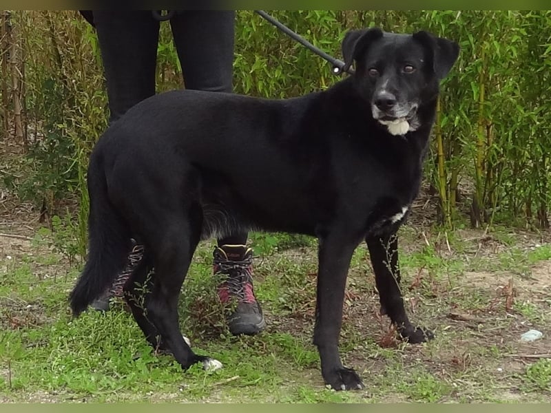 Clancy, Labrador-Mix , lieb und verträglich