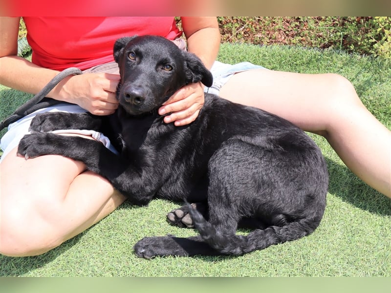 Santiago, Labrador-Mix, lieb und verträglich