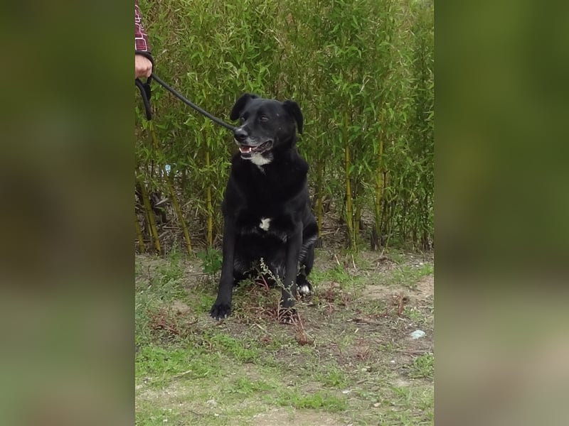 Clancy, Labrador-Mix , lieb und verträglich