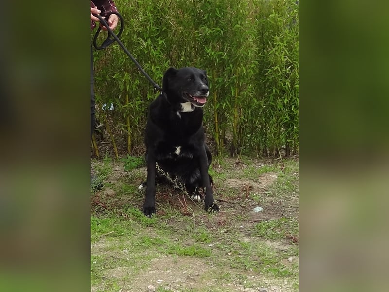 Clancy, Labrador-Mix , lieb und verträglich