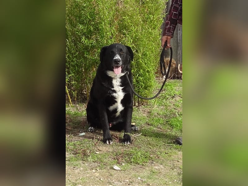 Sinatra, Mix Labrador / Flat Coated Retriever  - toller Hund!