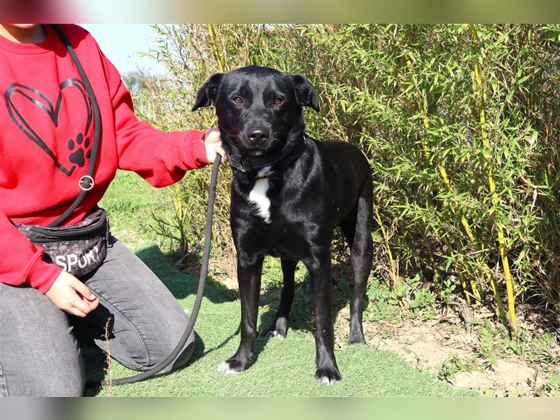 Leon, Labrador-Mix, lieb und verträglich