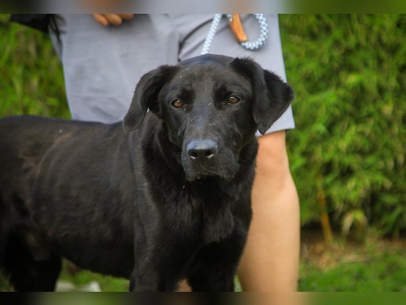 Ramos, Labrador-Mix, lieb und verträglich