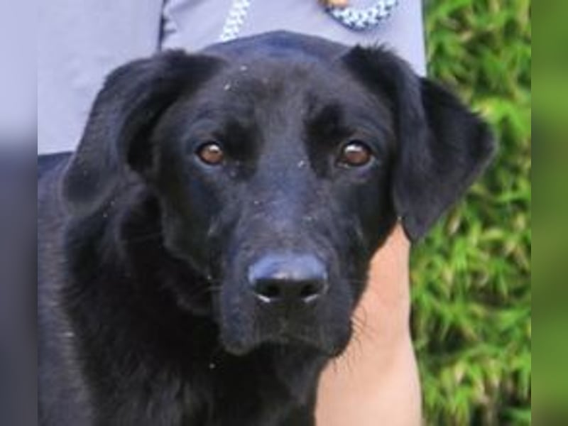 Ramos, Labrador-Mix, lieb und verträglich