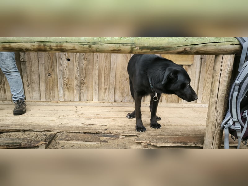 Denzel, Labrador-Mix - freundlich und sozial
