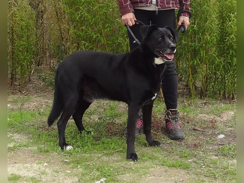 Clancy, Labrador-Mix , lieb und verträglich