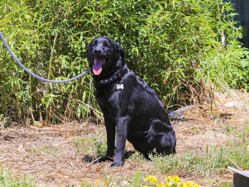 Champ, Labrador-Mix, lieb und sozial