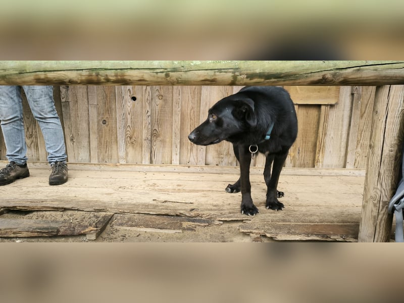 Denzel, Labrador-Mix - freundlich und sozial