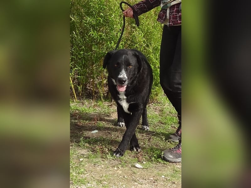 Sinatra, Mix Labrador / Flat Coated Retriever  - toller Hund!