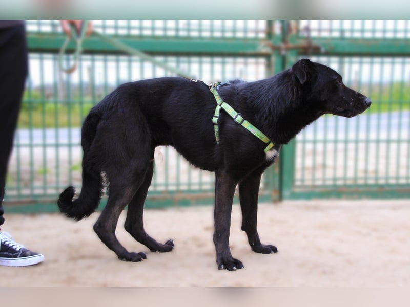 Denzel, Labrador-Mix - freundlich und sozial