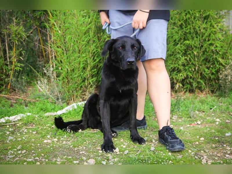 Ramos, Labrador-Mix, lieb und verträglich