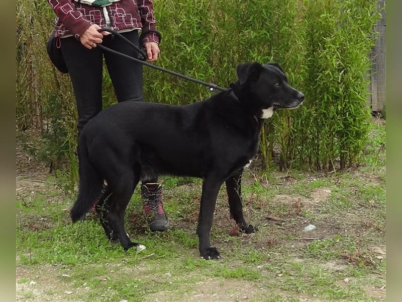Clancy, Labrador-Mix , lieb und verträglich