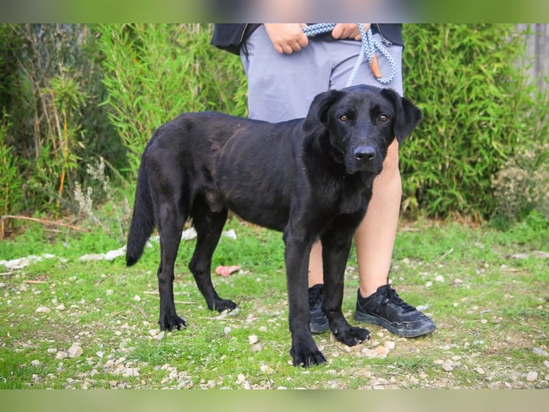 Ramos, Labrador-Mix, lieb und verträglich