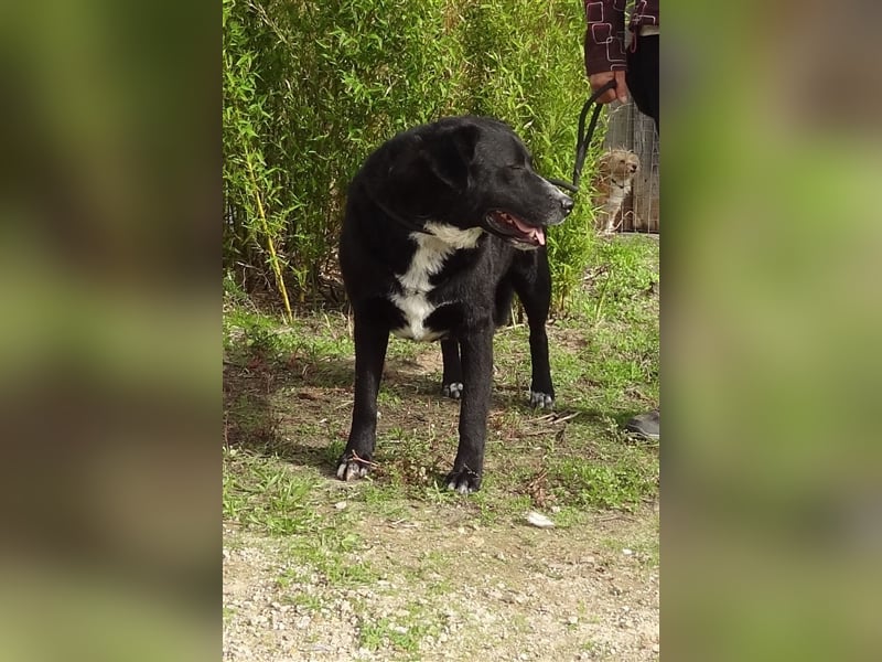 Sinatra, Mix Labrador / Flat Coated Retriever  - toller Hund!