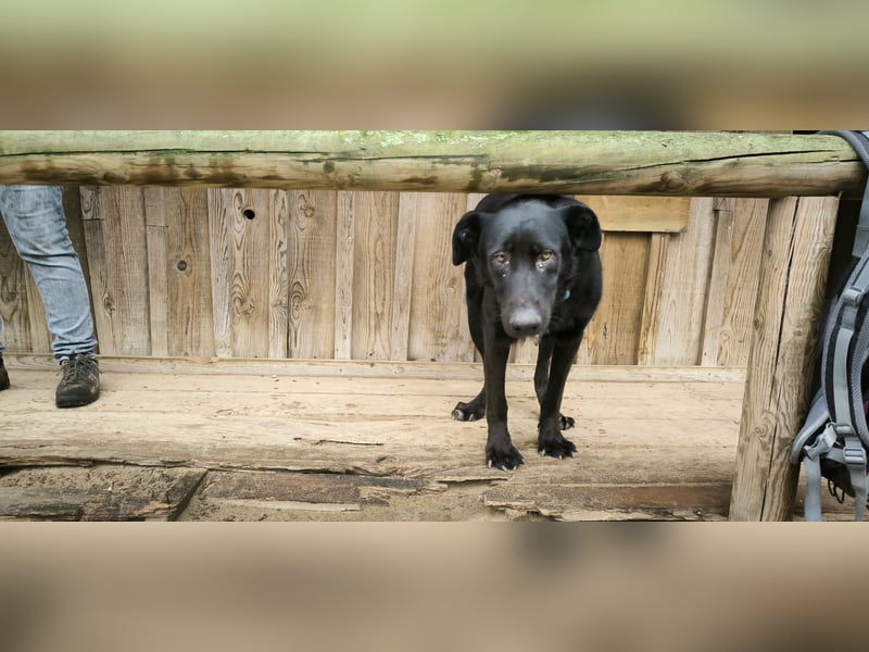 Denzel, Labrador-Mix - freundlich und sozial