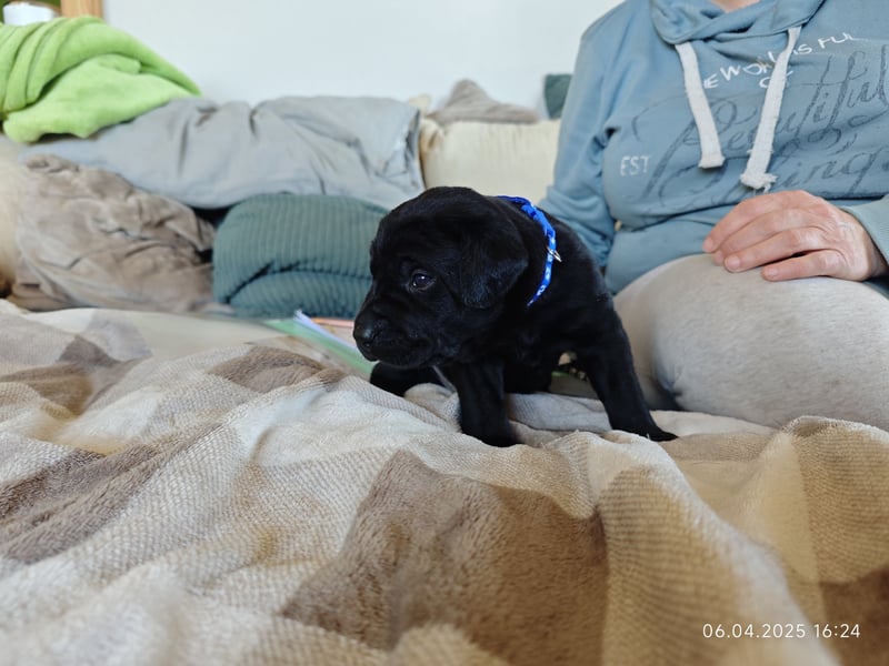 Welpe männlich dunkelblaues Halsband