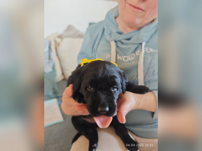 Welpe männlich gelbes Halsband