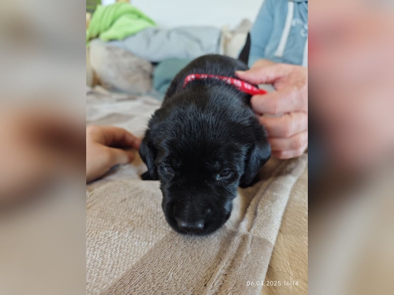 Welpe männlich rotes Halsband