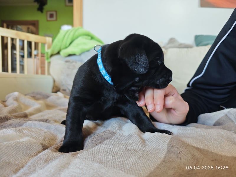 Welpe männlich hellblaues Halsband