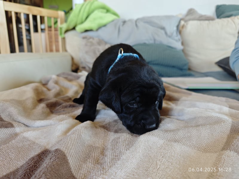 Welpe männlich hellblaues Halsband