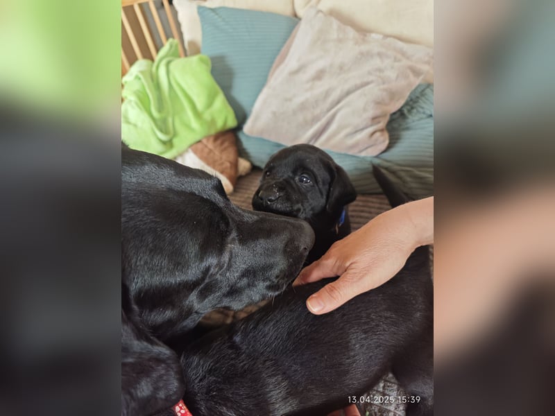 Welpe männlich dunkelblaues Halsband