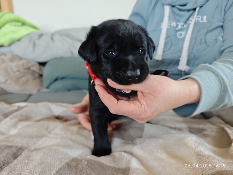 Welpe männlich rotes Halsband