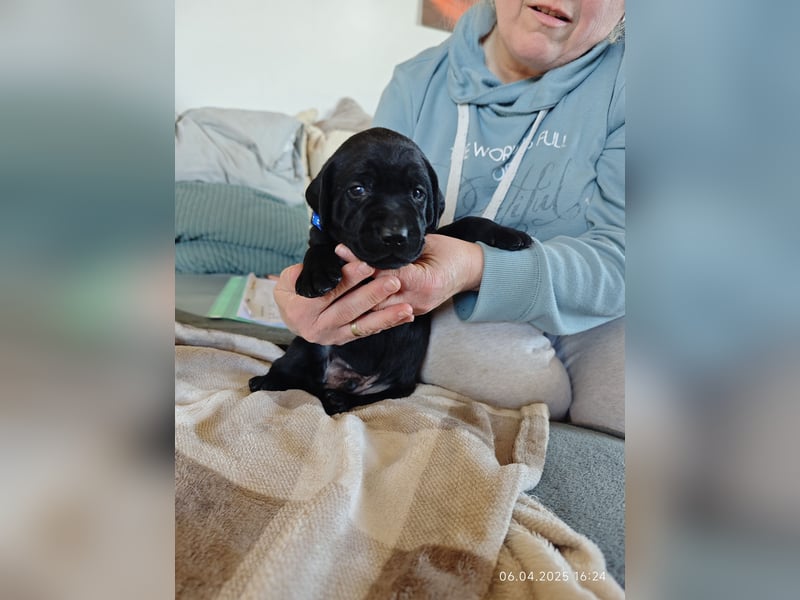 Welpe männlich dunkelblaues Halsband