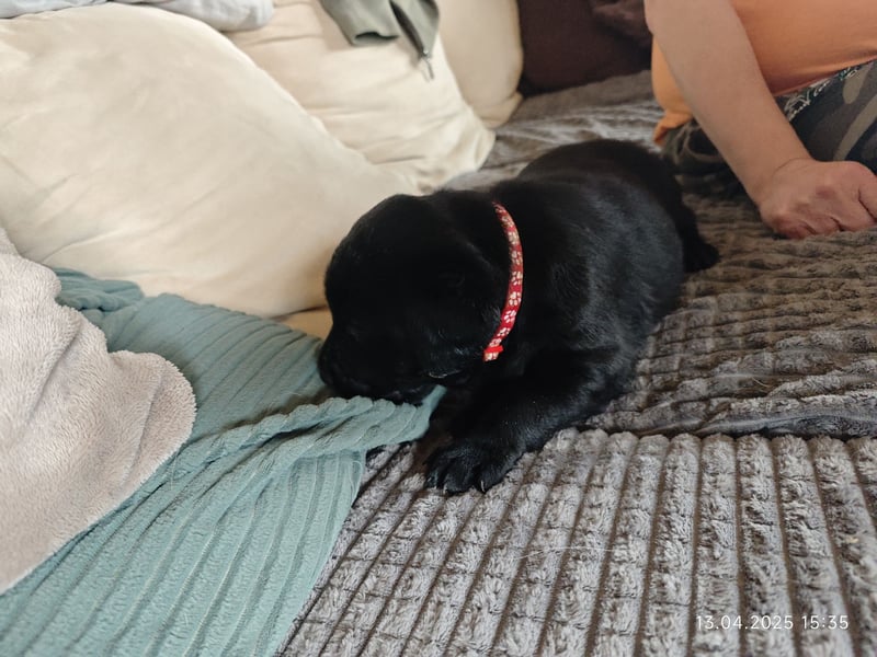 Welpe männlich rotes Halsband