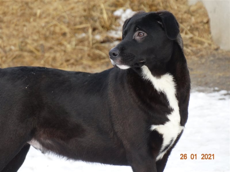 Bussi - Black Beauty will ins Leben starten