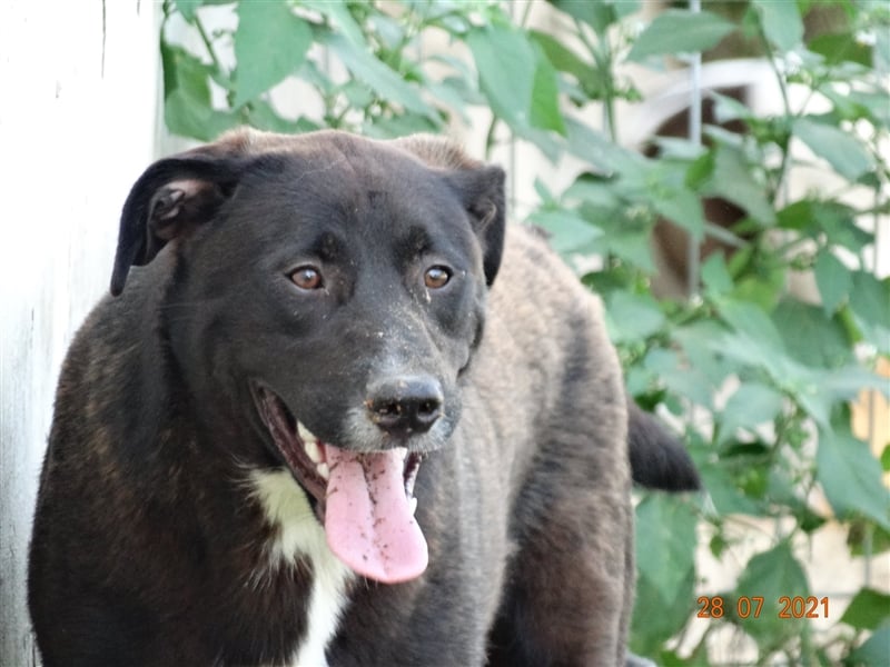 Bussi - Black Beauty will ins Leben starten