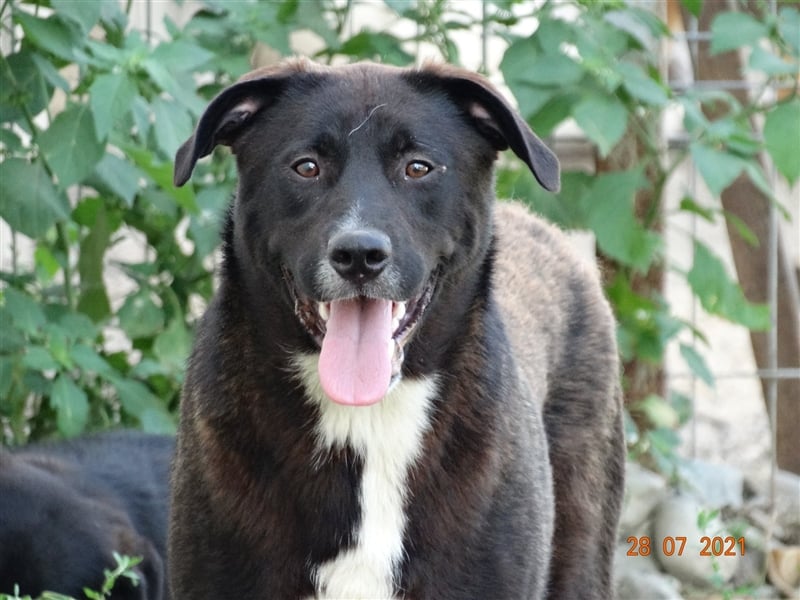 Bussi - Black Beauty will ins Leben starten