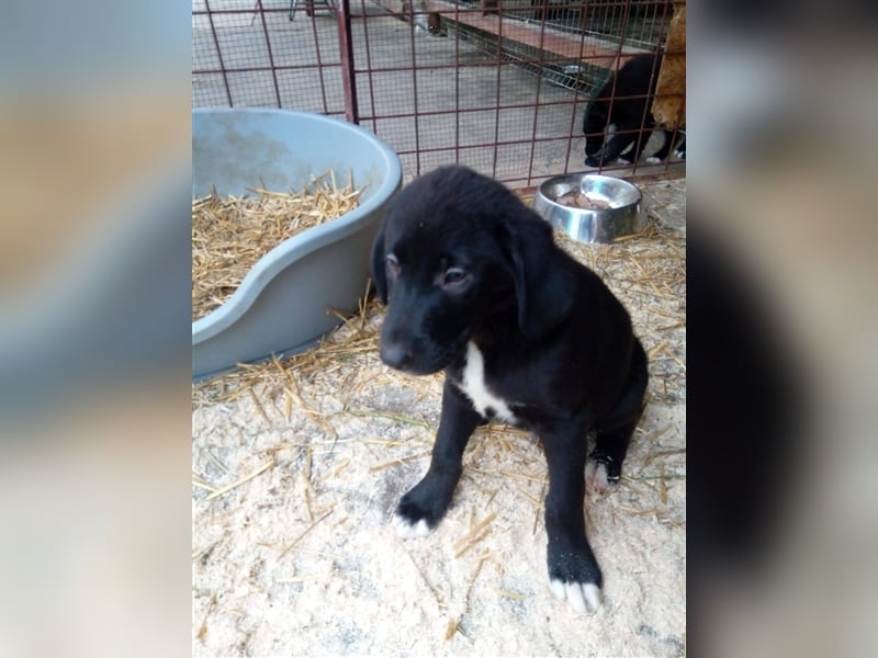 Bussi - Black Beauty will ins Leben starten