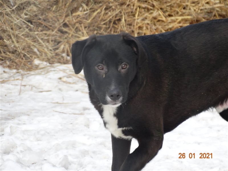 Bussi - Black Beauty will ins Leben starten