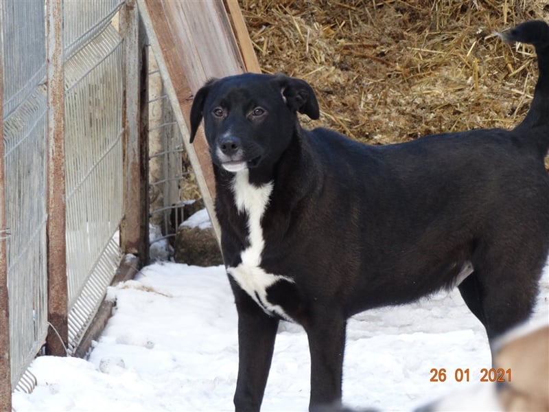 Bussi - Black Beauty will ins Leben starten