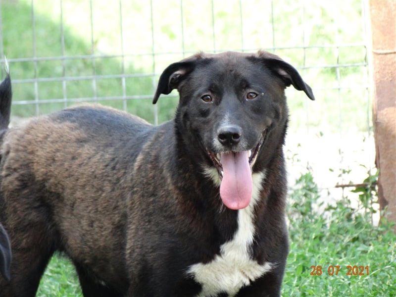 Bussi - Black Beauty will ins Leben starten