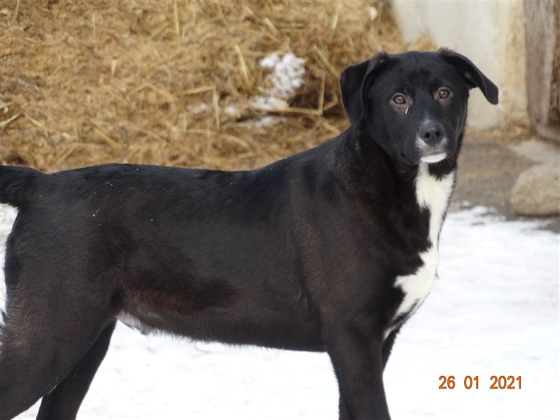 Bussi - Black Beauty will ins Leben starten