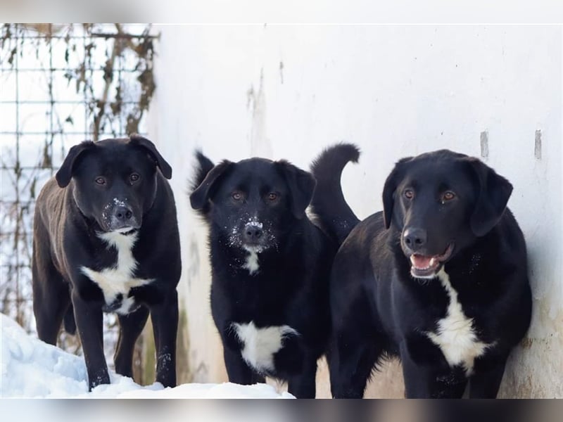 Bussi - Black Beauty will ins Leben starten