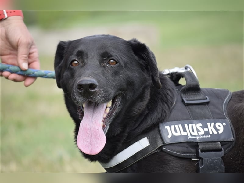 Bagira-SI, Senior sucht Stütze!
