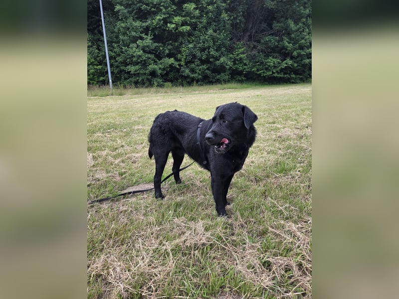 Qooper-Vermittlungshilfe, Clown sucht neues Zuhause!