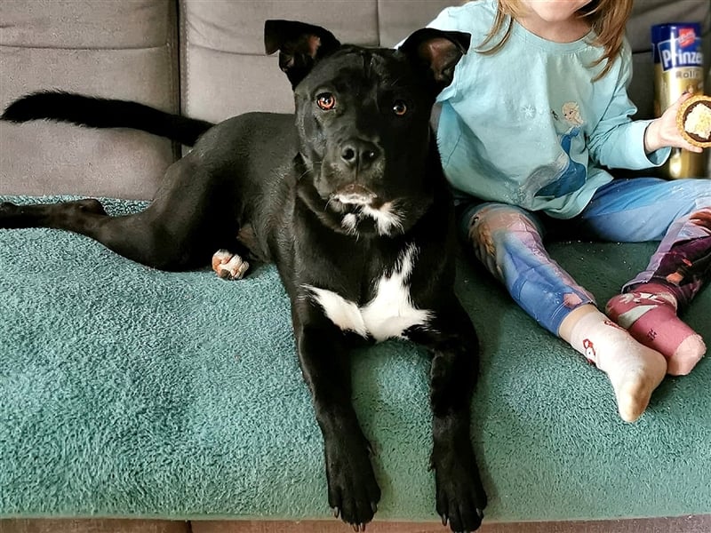 Vili-SI, Herzensbrecher sucht Familie!