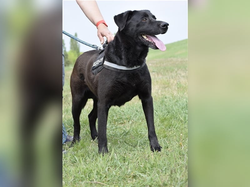 Bagira-SI, Senior sucht Stütze!