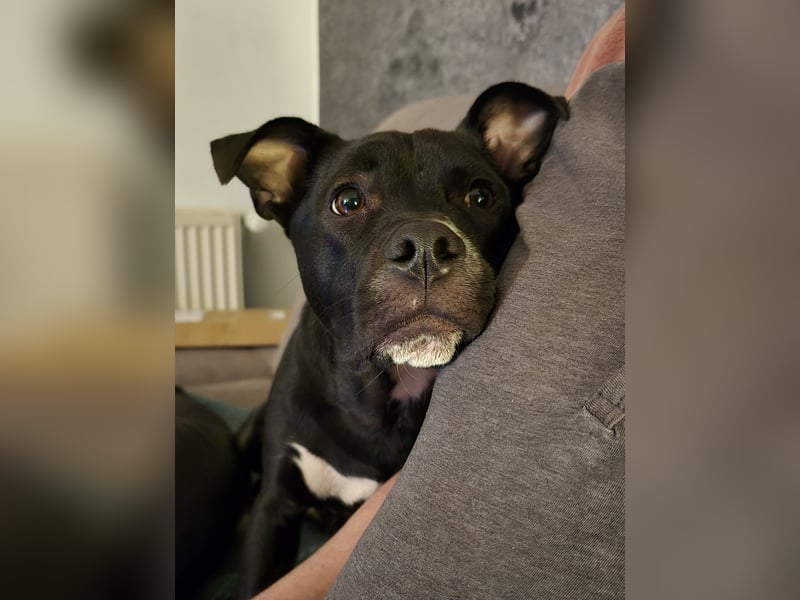 Vili-SI, Herzensbrecher sucht Familie!
