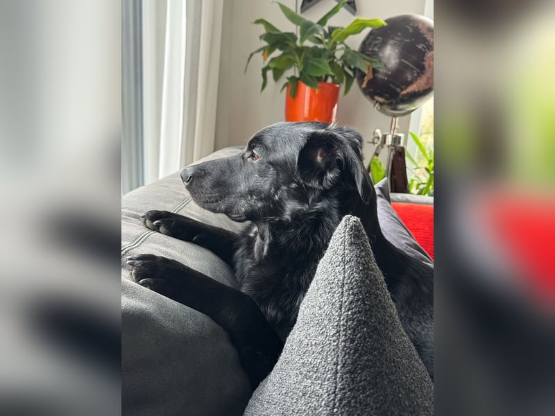 Rudi-LM, sucht erfahrene Menschen
