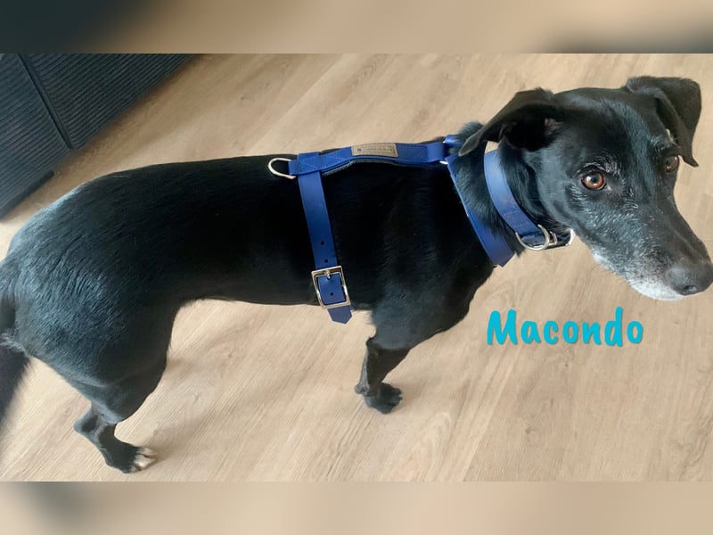 Macondo 04/2020 (in Deutschland) - treuer und liebevoller Labrador-Mix!