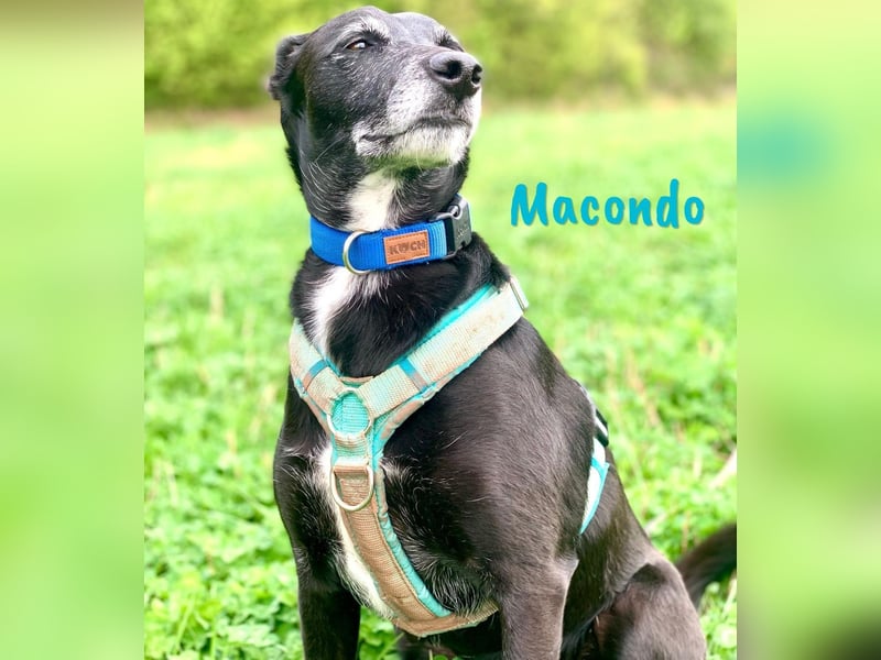 Macondo 04/2020 (in Deutschland) - treuer und liebevoller Labrador-Mix!
