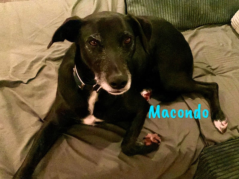 Macondo 04/2020 (in Deutschland) - treuer und liebevoller Labrador-Mix!