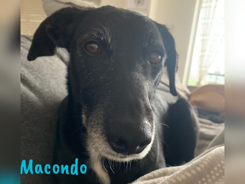 Macondo 04/2020 (in Deutschland) - treuer und liebevoller Labrador-Mix!