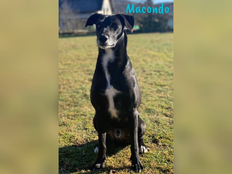 Macondo 04/2020 (in Deutschland) - treuer und liebevoller Labrador-Mix!