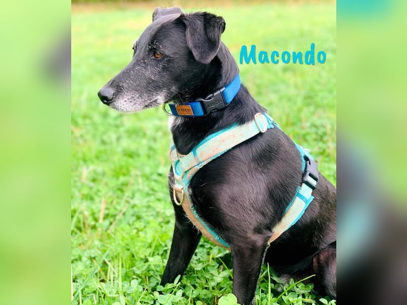 Macondo 04/2020 (in Deutschland) - treuer und liebevoller Labrador-Mix!